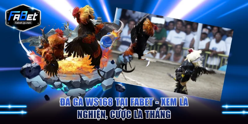 Đá gà WS168